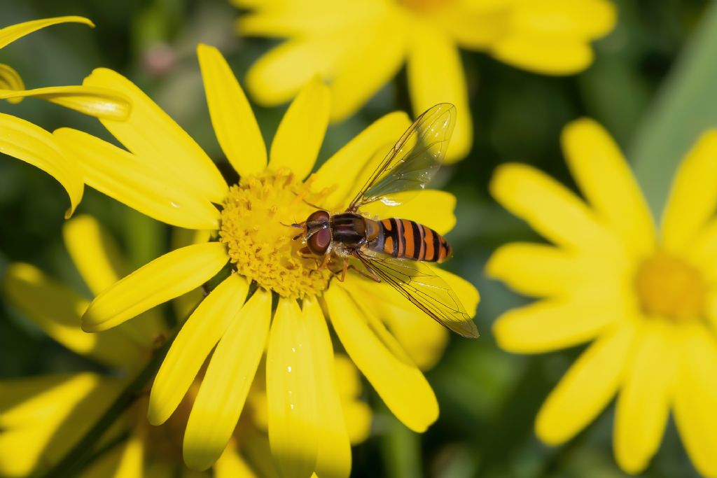 Syrphidae - Episyrphus balteatus